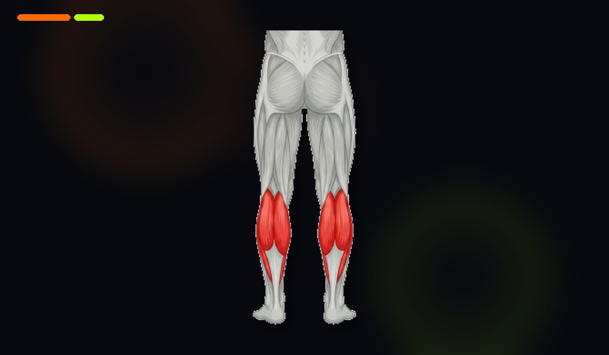 Anatomical illustration of target area Calves