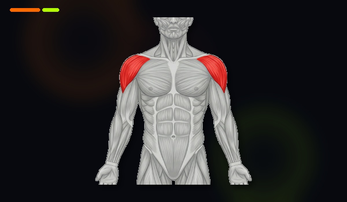 Anatomical illustration of target area Shoulders